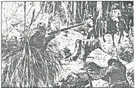 australianbushrangers1.gif